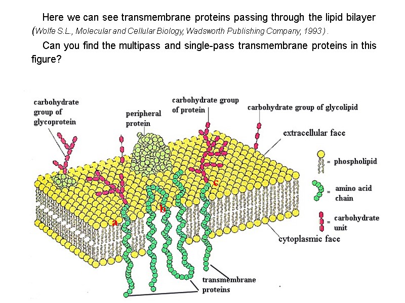 Here we can see transmembrane proteins passing through the lipid bilayer (Wolfe S.L., Molecular